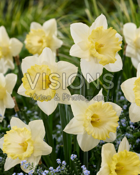 Narcissus Dutch Mountain