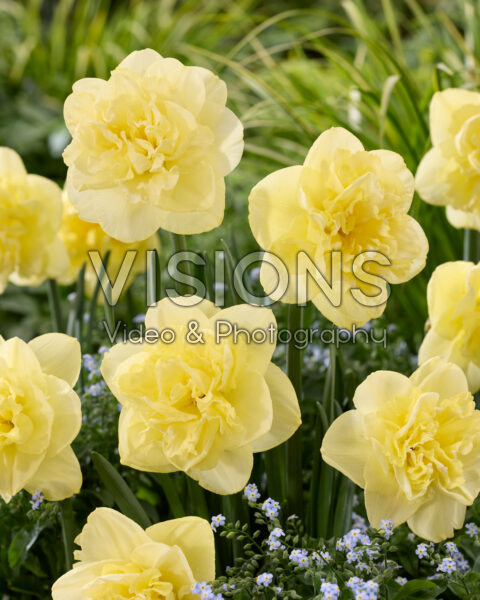 Narcissus Garden Pleasure