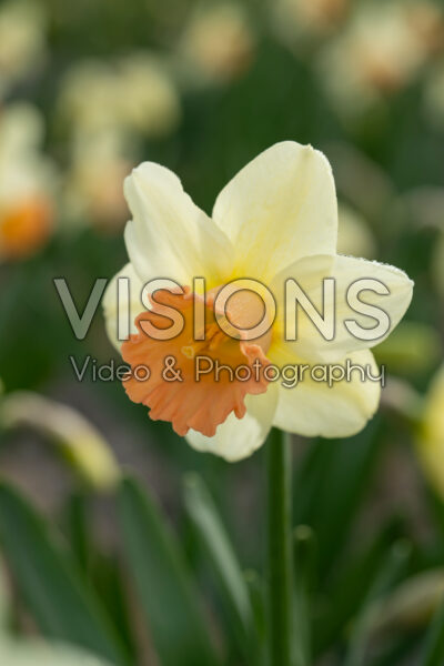 Narcissus Ruby Shu