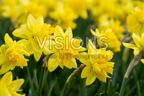 Narcissus Take Me Home