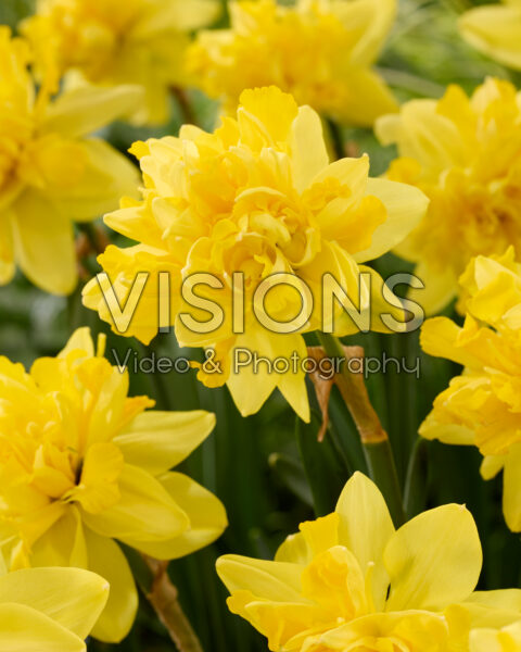 Narcissus Take Me Home
