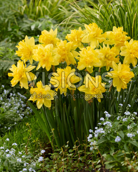 Narcissus Take Me Home