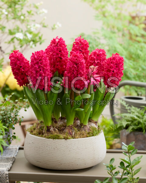 Hyacinthus Amore