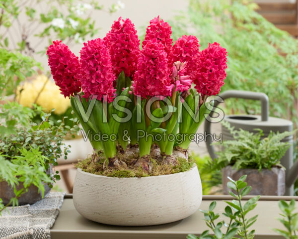 Hyacinthus Amore