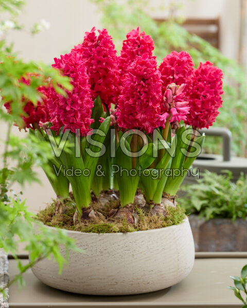 Hyacinthus Amore