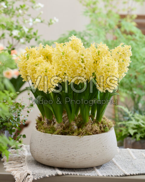 Hyacinthus Golden Crown