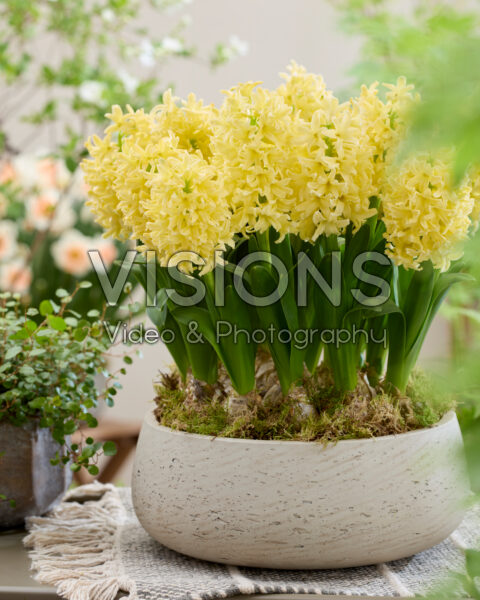 Hyacinthus Golden Crown