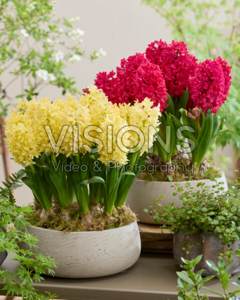 Hyacinthus Amore, Golden Crown