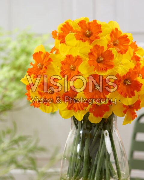 Narcissus Marion Pearce