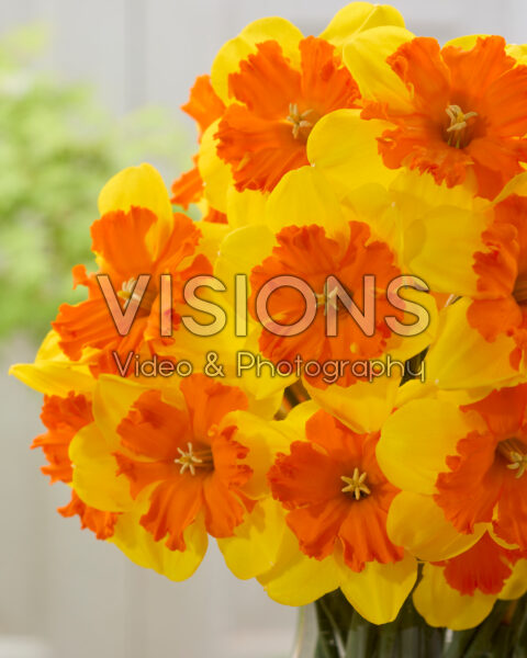 Narcissus Marion Pearce