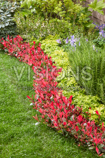 Photinia x fraseri Little Fenna