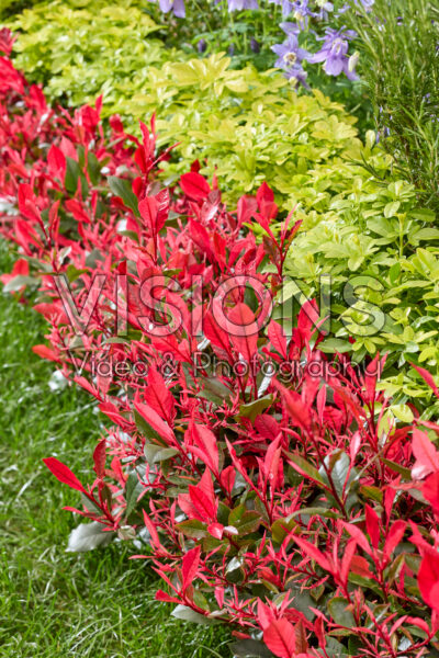 Photinia x fraseri Little Fenna