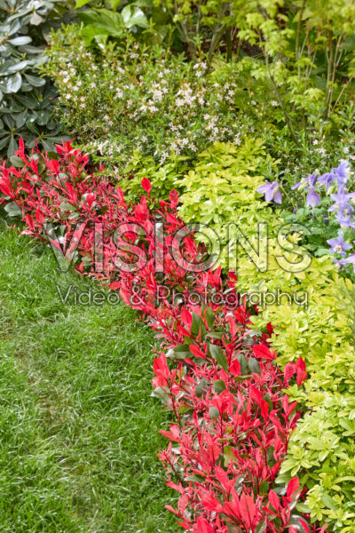 Photinia x fraseri Little Fenna
