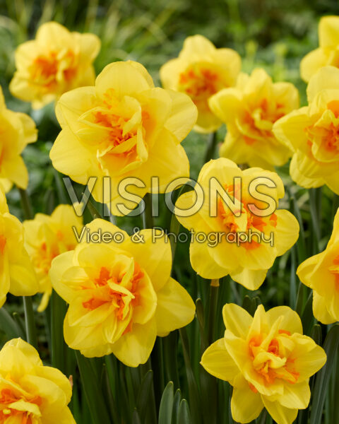 Narcissus Indiras