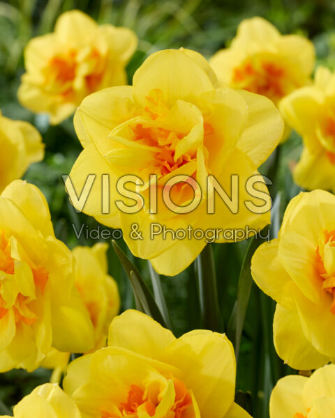 Narcissus Indiras