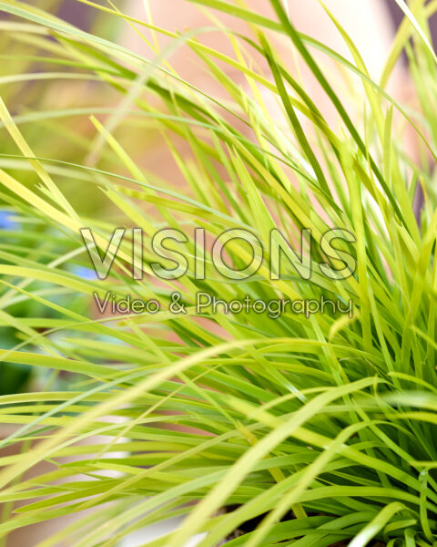 Lomandra longifolia Miner's Gold