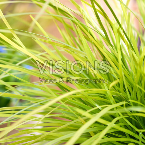 Lomandra longifolia Miner's Gold