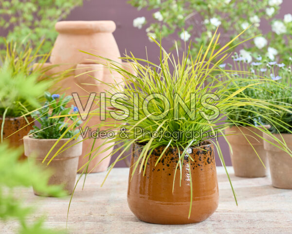 Lomandra longifolia Miner's Gold