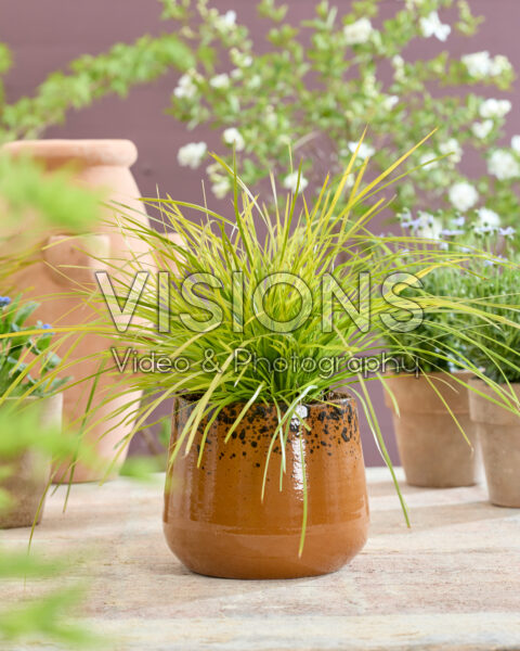 Lomandra longifolia Miner's Gold