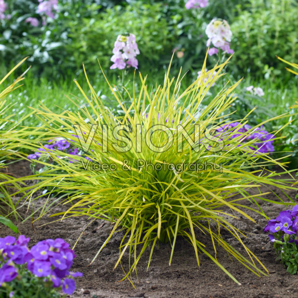 Lomandra longifolia Miner's Gold