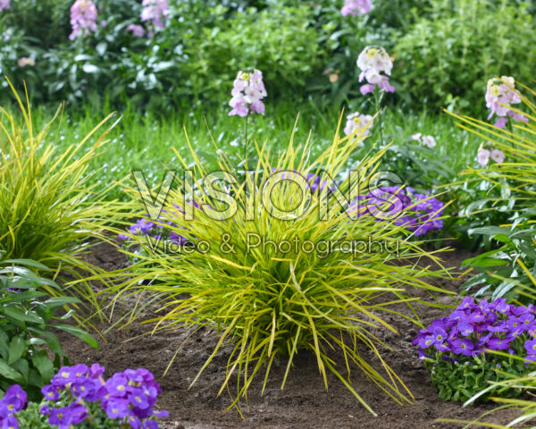 Lomandra longifolia Miner's Gold