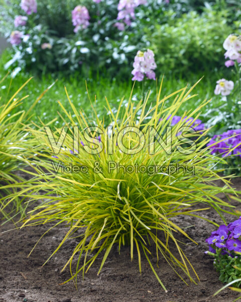 Lomandra longifolia Miner's Gold