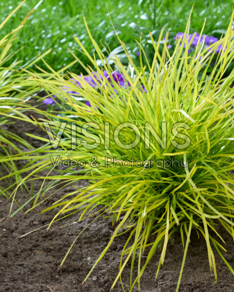 Lomandra longifolia Miner's Gold