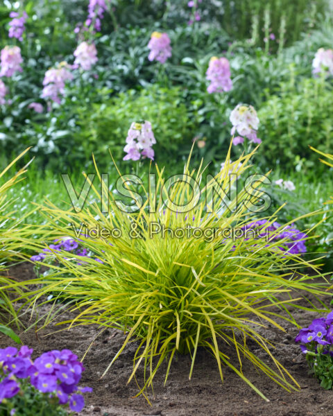 Lomandra longifolia Miner's Gold