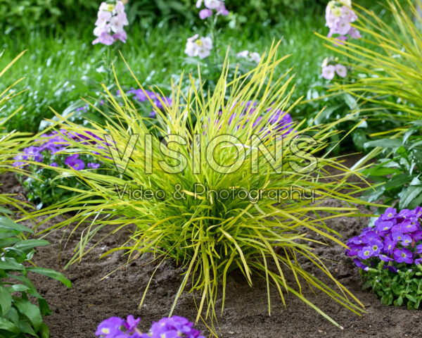 Lomandra longifolia Miner's Gold