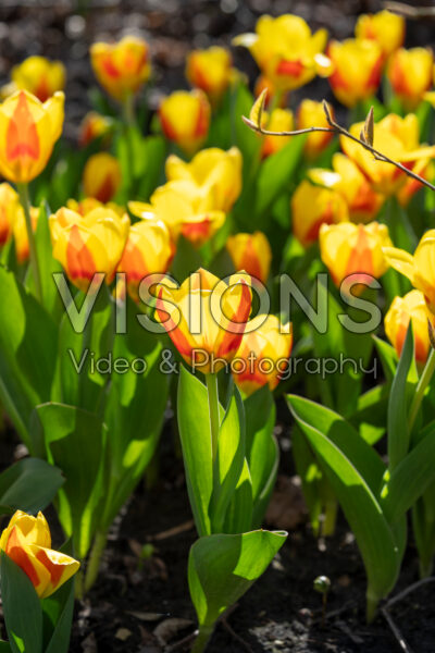 Tulipa Stresa