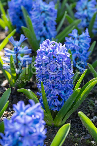 Hyacinthus Aqua