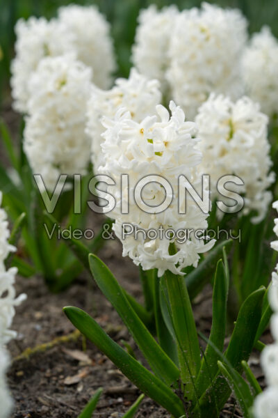 Hyacinthus Don Leon