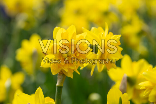 Narcissus Tete Boucle