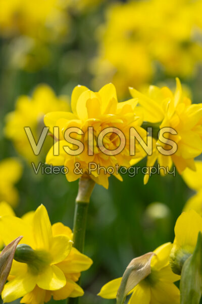 Narcissus Tete Boucle