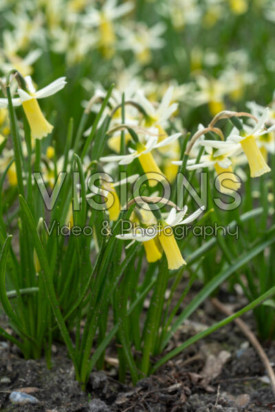Narcissus Snipe