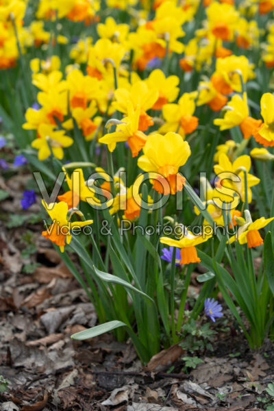 Narcissus Spring Fire