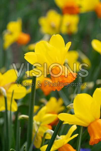 Narcissus Spring Fire