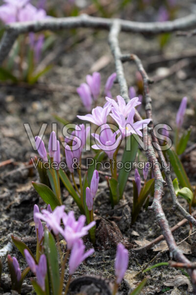 Chionodoxa Rosy Queen