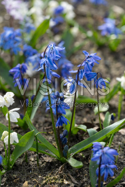 Scilla mix