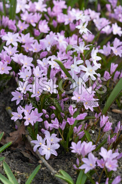 Chionodoxa forbesii Pink Giant
