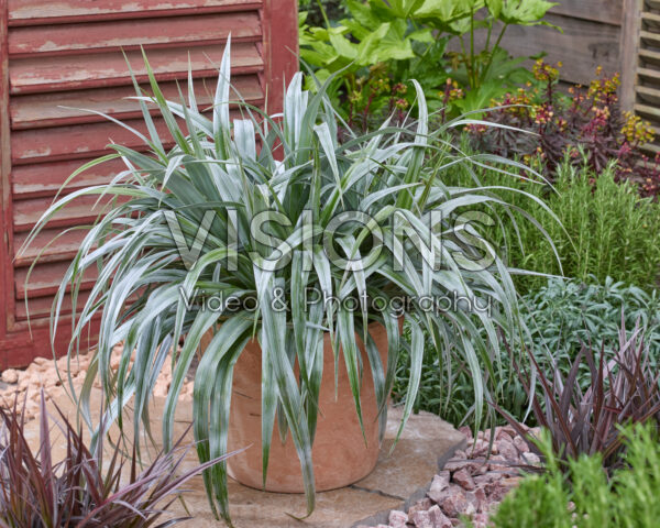 Astelia Silver Shadow