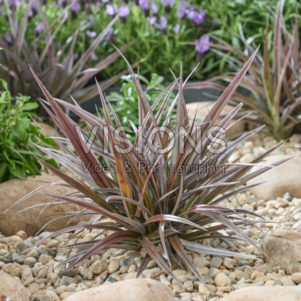 Astelia Red Shadow