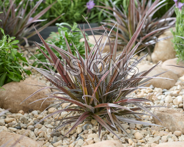 Astelia Red Shadow