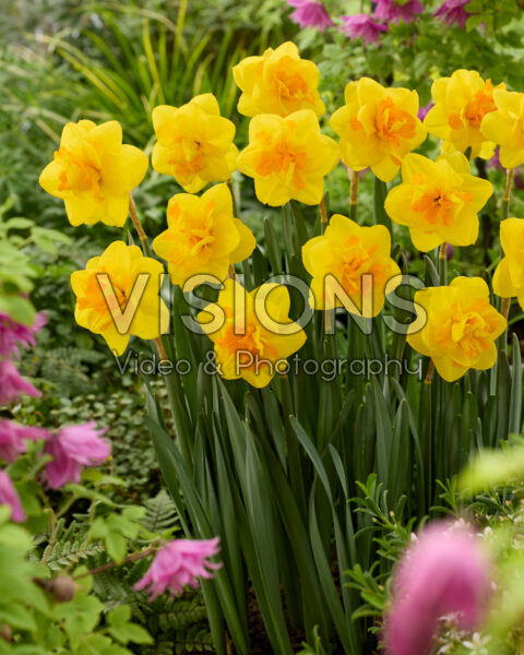 Narcissus Biffo