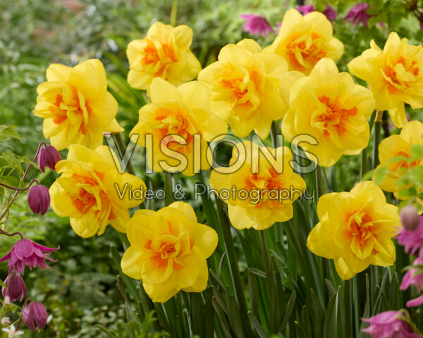 Narcissus Indiras