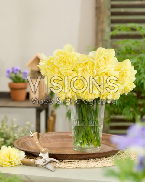 Narcissus Garden Pleasure