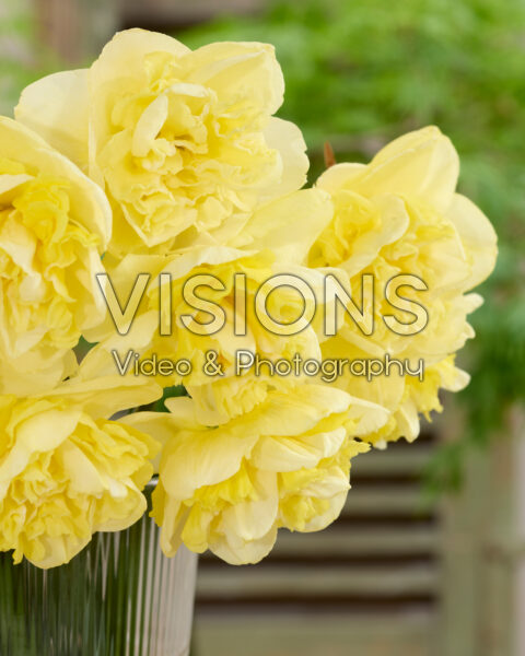 Narcissus Garden Pleasure