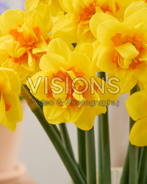Narcissus Zaragoza