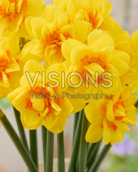 Narcissus Zaragoza