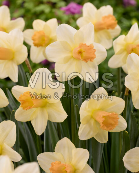 Narcissus Chemeketa